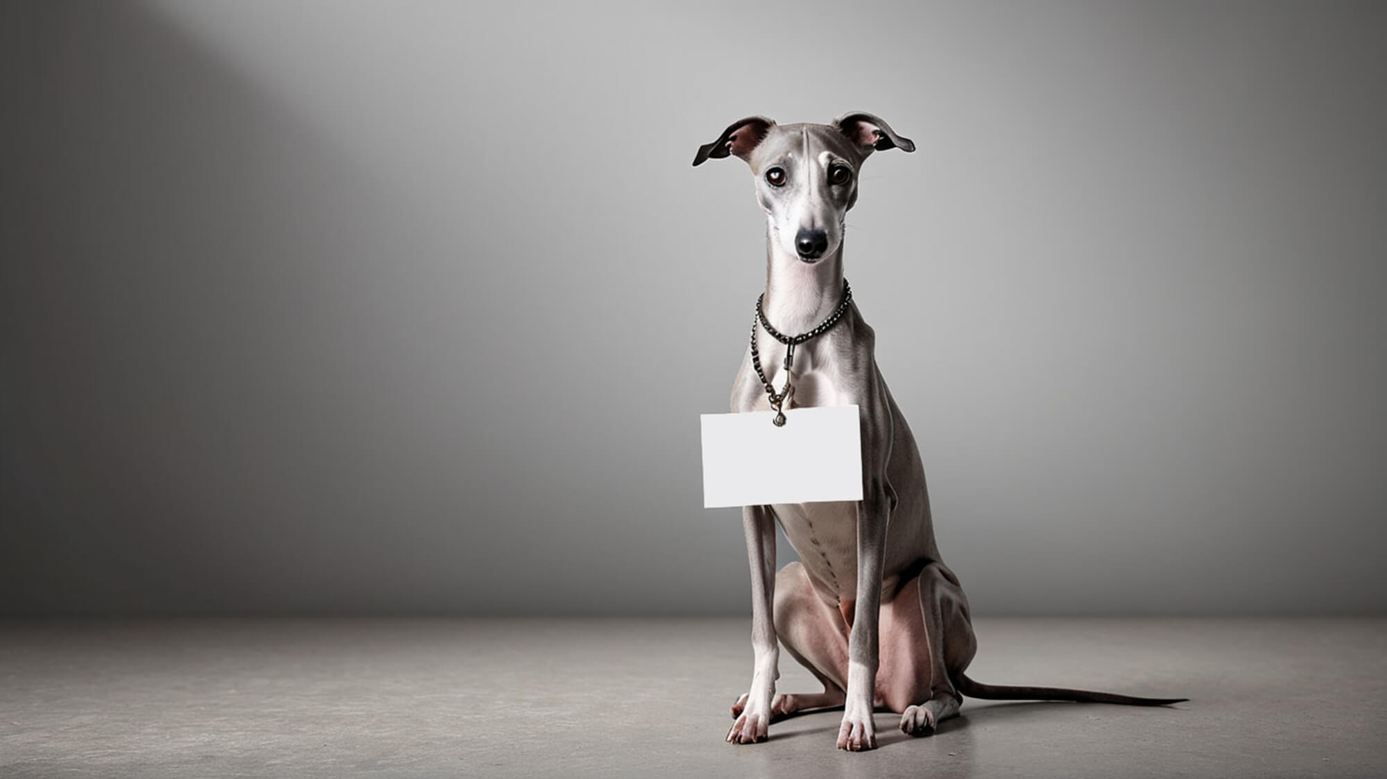 ウィペットはどんな犬種？まず知っておきたい基礎知識